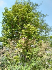 Magnoliopsida
