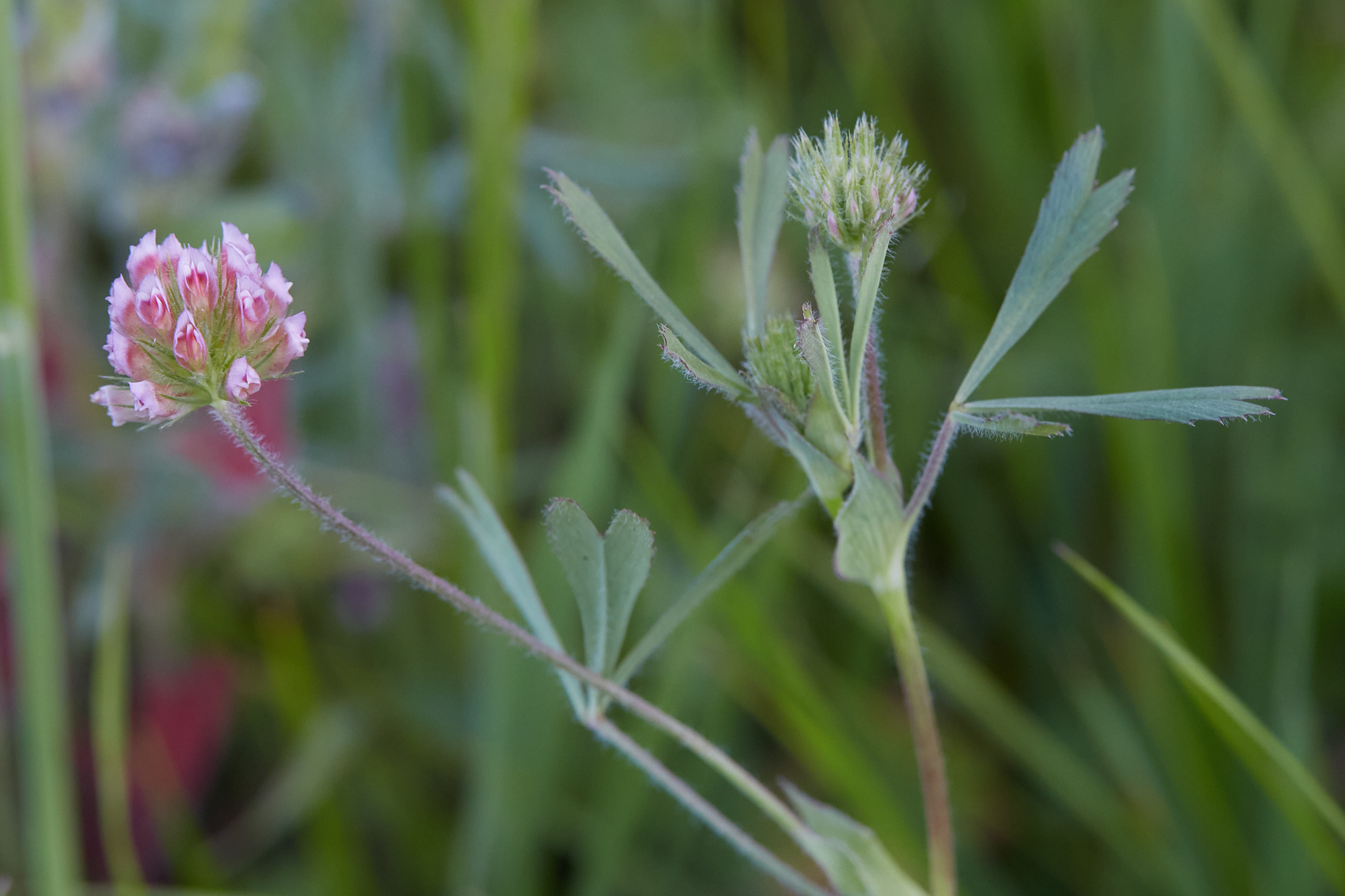Trifolium bifidum