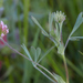 Trifolium bifidum - Photo (c) Ken-ichi Ueda, alguns direitos reservados (CC BY), uploaded by Ken-ichi Ueda