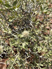 Leucosphaera bainesii