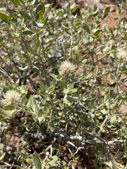 Leucosphaera bainesii