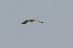 Amazona albifrons