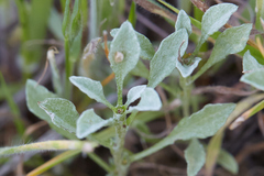 Hesperevax sparsiflora