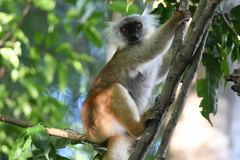 Eulemur macaco