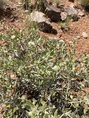 Leucosphaera bainesii
