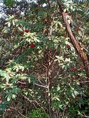 Magnoliopsida