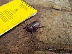 Xylotrupes gideon gideon