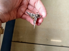 Lepidoptera