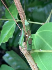 Homoeocerus graminis