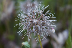 Microseris douglasii douglasii