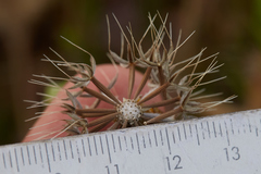 Microseris douglasii douglasii