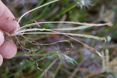 Microseris douglasii douglasii