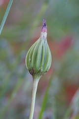 Microseris douglasii douglasii