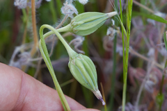Microseris douglasii douglasii
