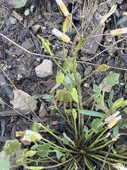 Leavenworthia exigua
