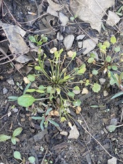 Leavenworthia exigua