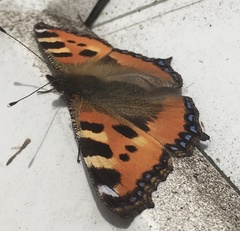 Aglais urticae