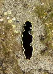 Pseudoceros prudhoei