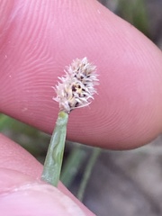 Eleocharis bifida