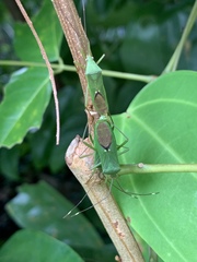 Homoeocerus graminis