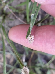 Eleocharis bifida