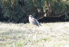 Turdus pilaris