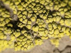 Acarospora schleicheri