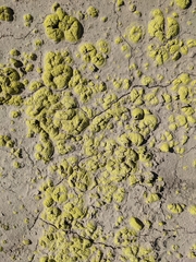 Acarospora schleicheri