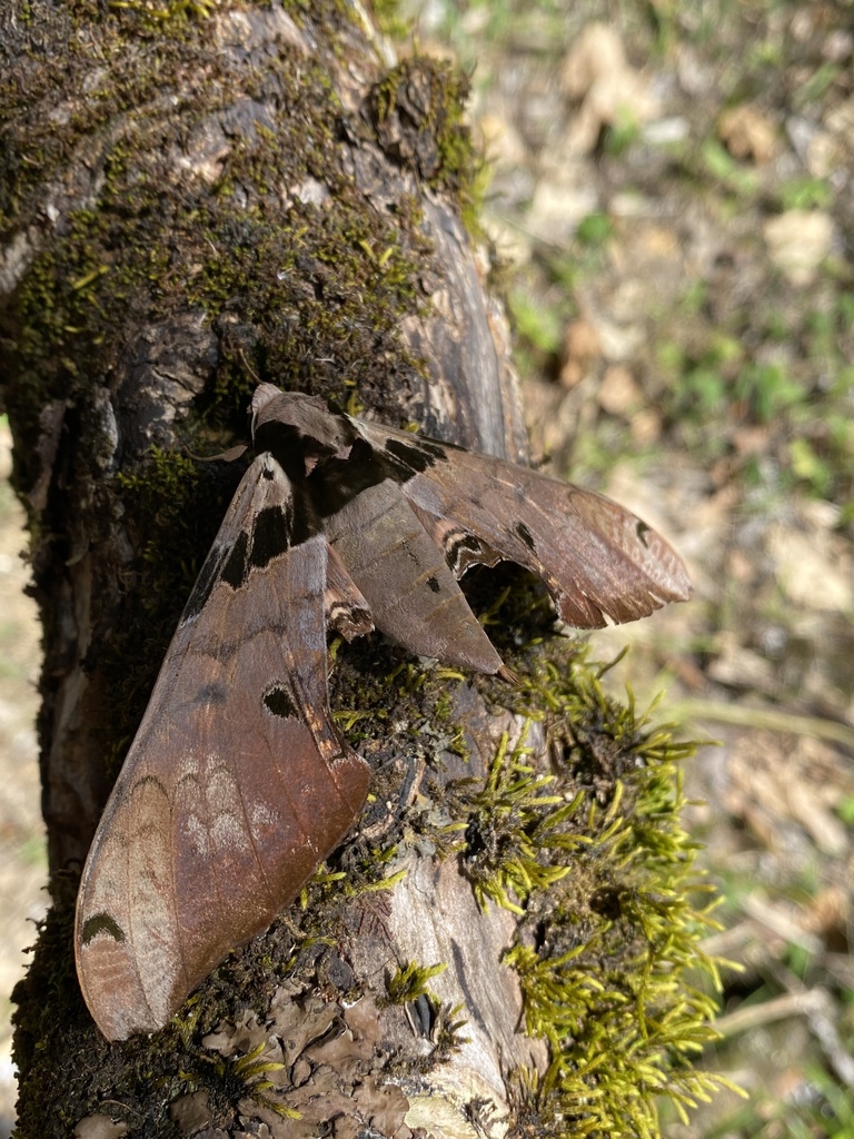 Adhemarius gannascus