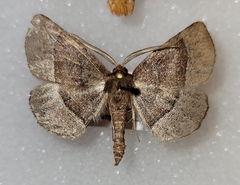 Metarranthis pilosaria