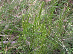 Lycopodium deuterodensum