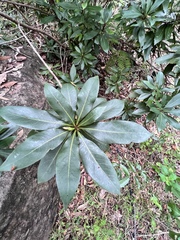 Xanthostemon chrysanthus