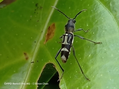 Xylotrechus javanicus
