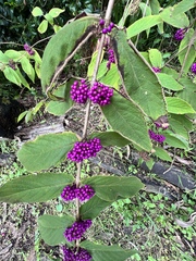 Callicarpa rubella