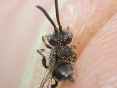 Nomada flavoguttata