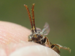 Nomada flavoguttata