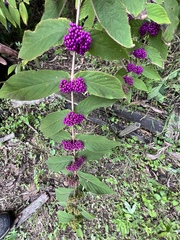 Callicarpa rubella