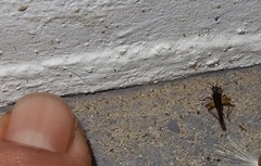 Trigonidium cicindeloides