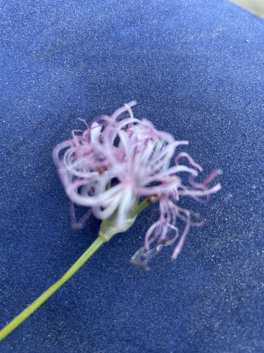 Nerine gaberonensis