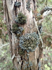 Physma chilense