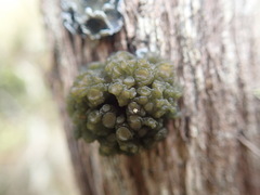 Physma chilense