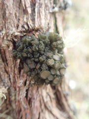 Physma chilense