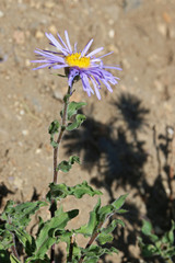 Erigeron subtrinervis