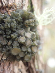 Physma chilense