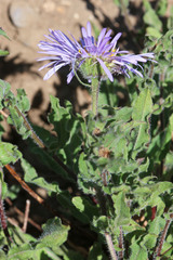 Erigeron subtrinervis