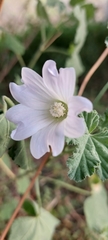 Malva preissiana