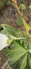 Malva preissiana