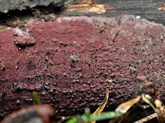 Ceriporia purpurea