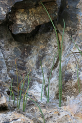Gagea serotina