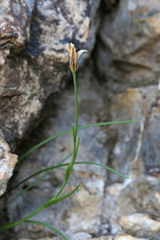 Gagea serotina